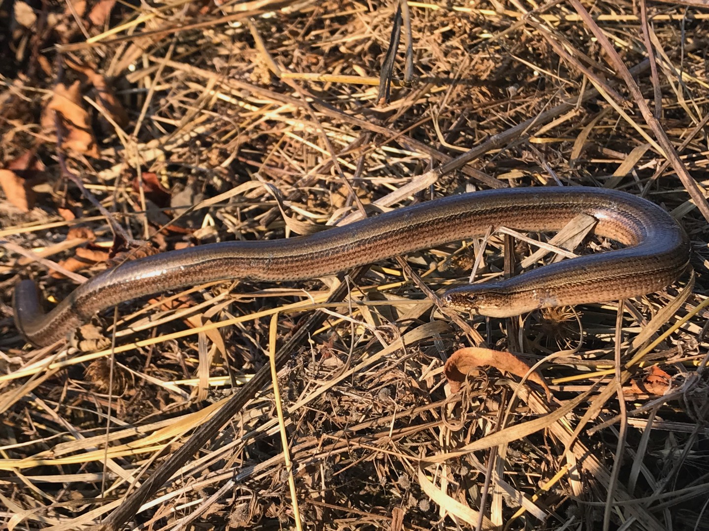 Yılanımsı Kertenkele - Slow Worm - Anguis fragilis